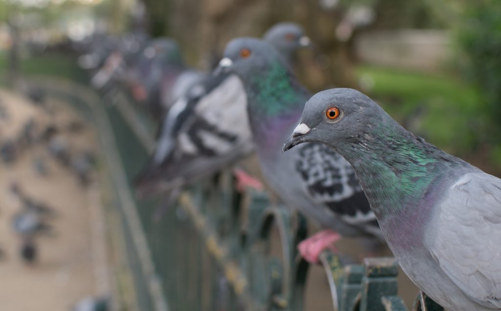 Pigeons at Notre Dame