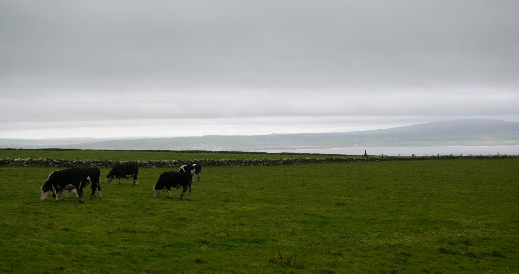 cliffs of moher ireland cows