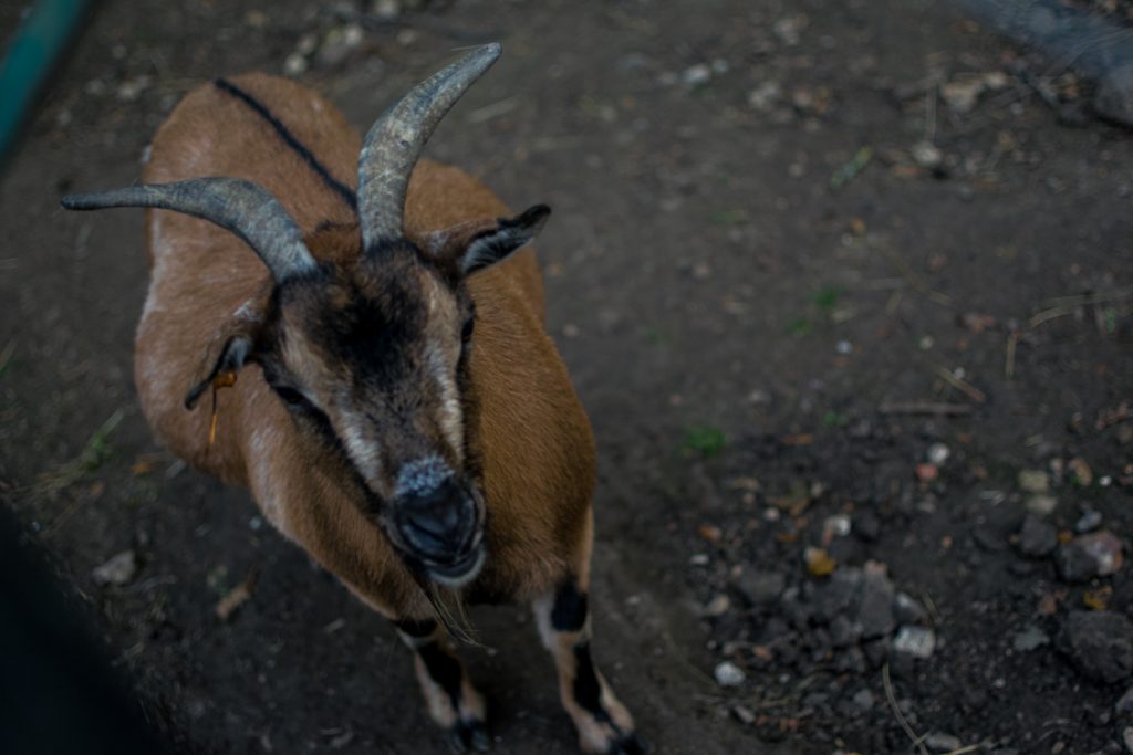 A friendly goat